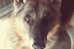IGOR03