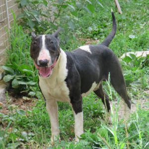 Bullo