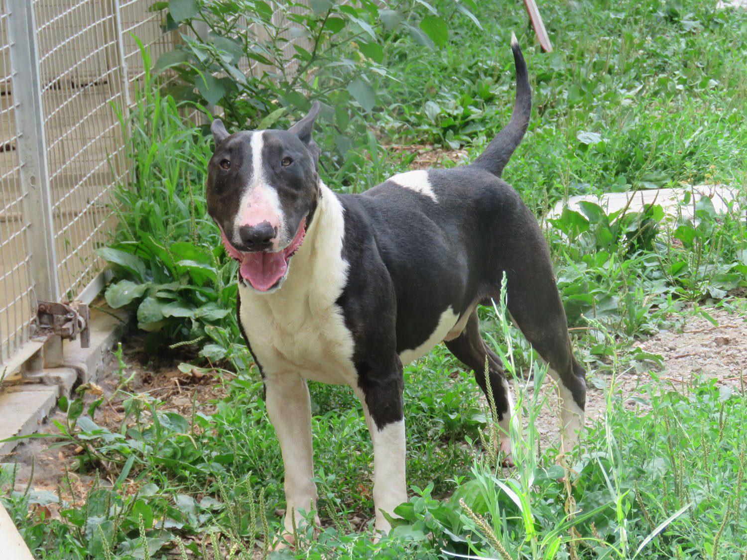 Bullo