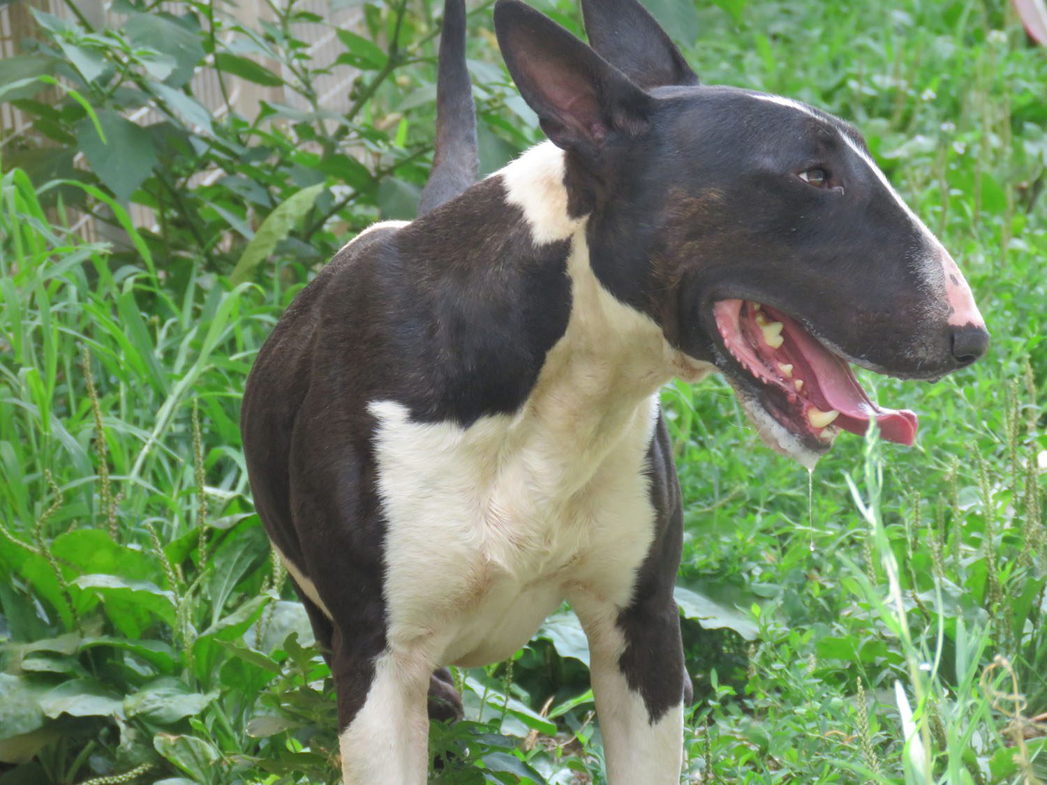 Bullo - immagine 3