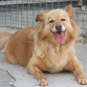 Leo