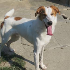 Max