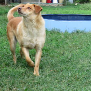 Renato