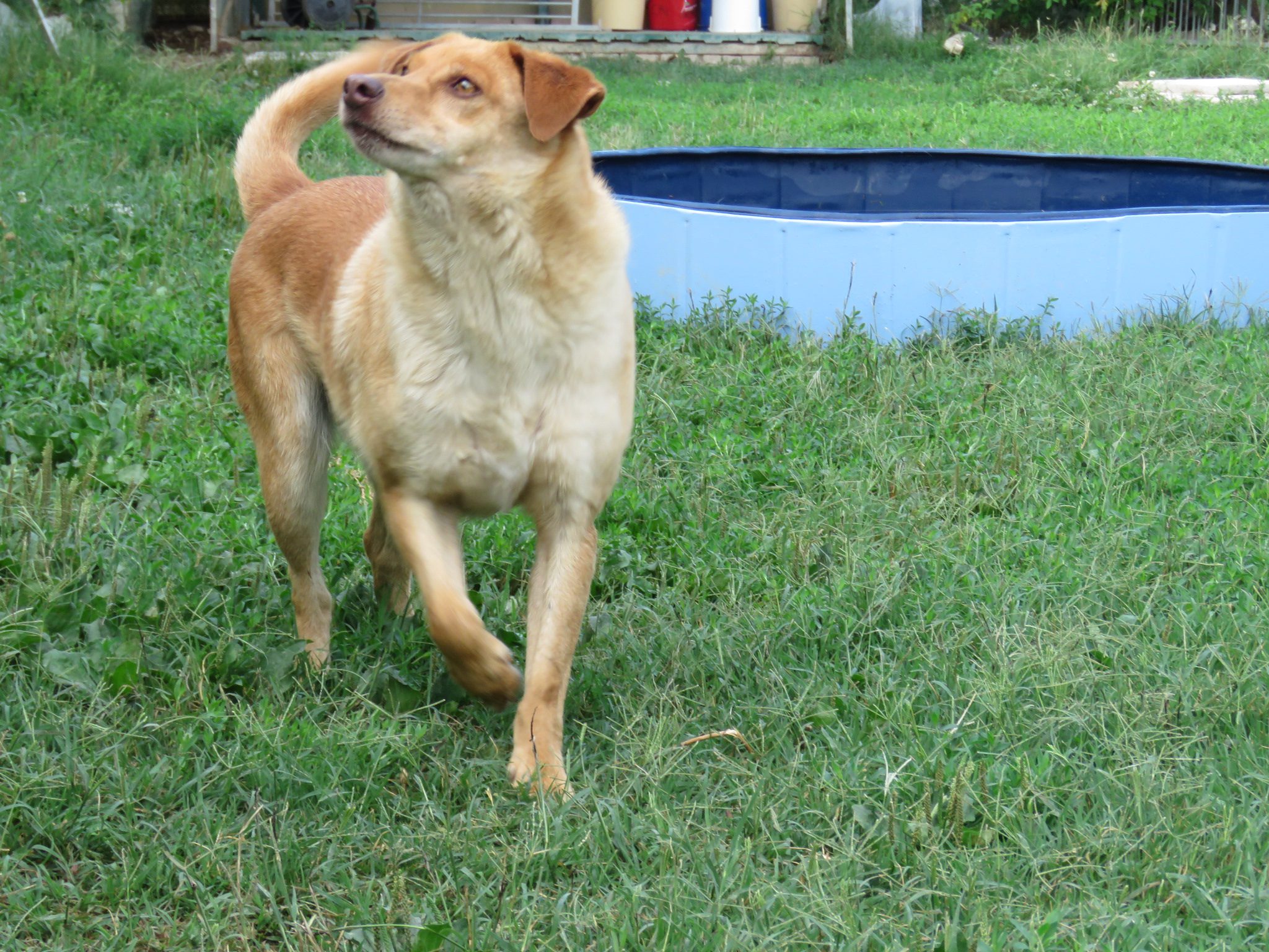 Renato