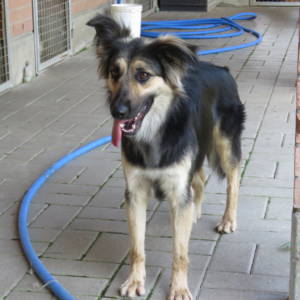 Swiffer