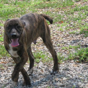 Barko