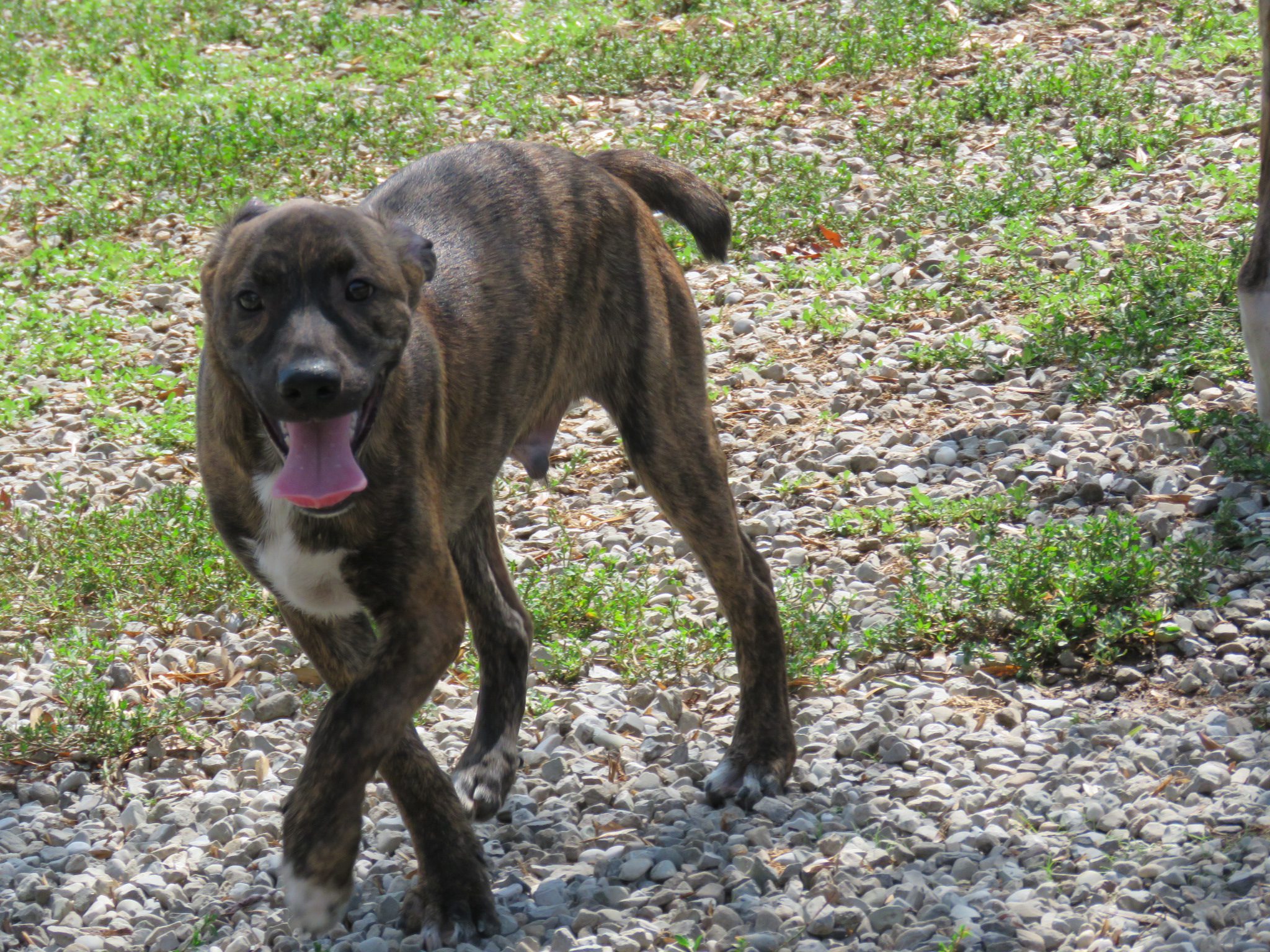 Barko