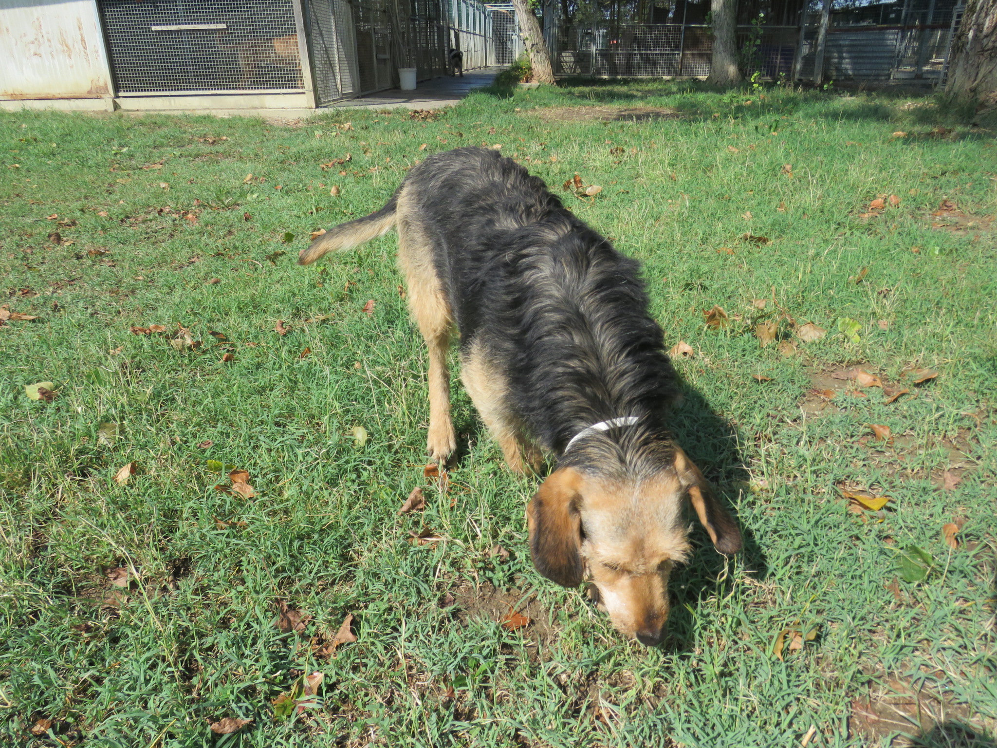 Geremia – Centro Soccorso Animali di Arceto ODV