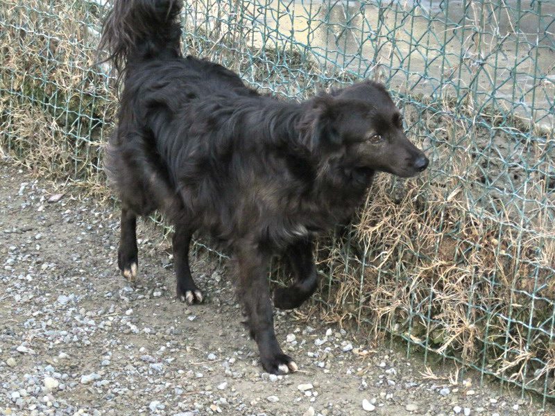 Iberna