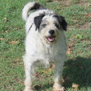 Macchia