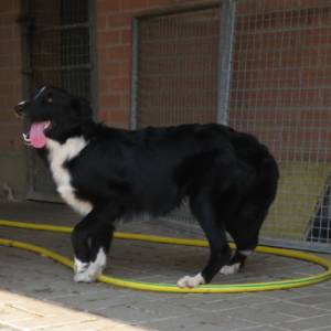 Orio
