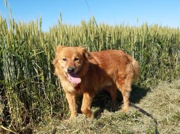 “IL CANE” … chi era costui!?