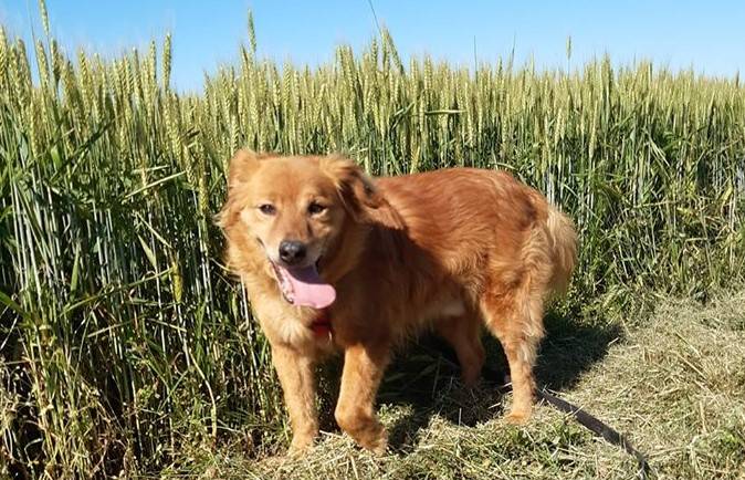“IL CANE” … chi era costui!?