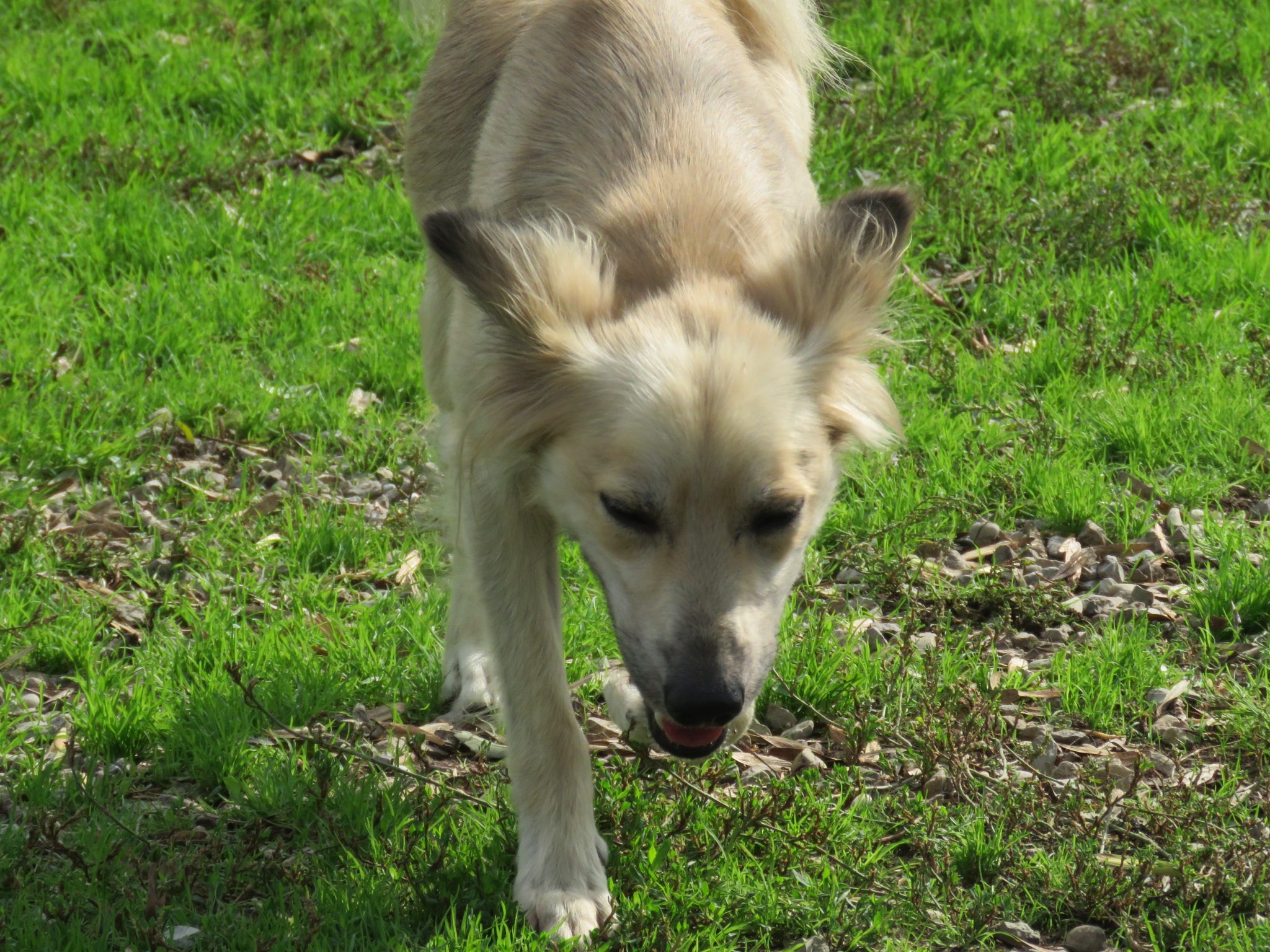 Pongo - immagine 2