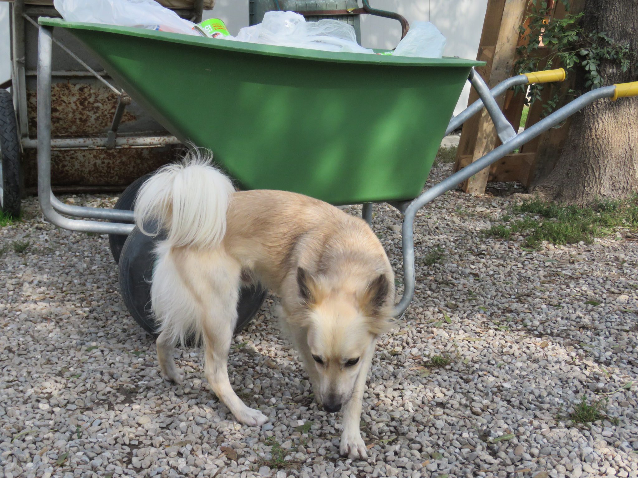 Pongo - immagine 3