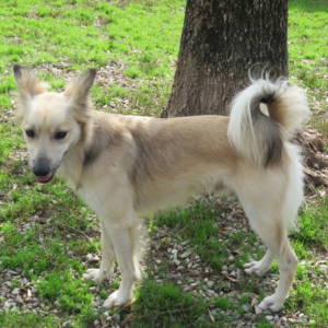 Pongo