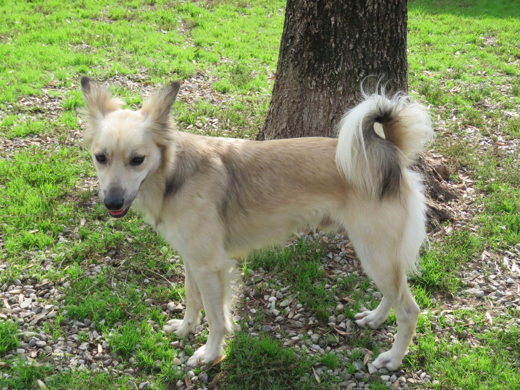 Pongo
