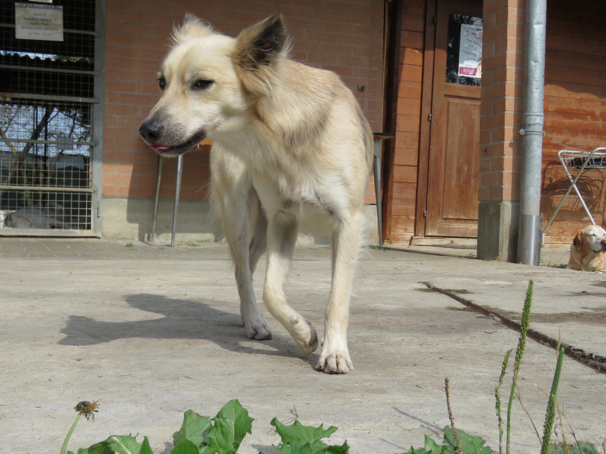 Pongo - immagine 5