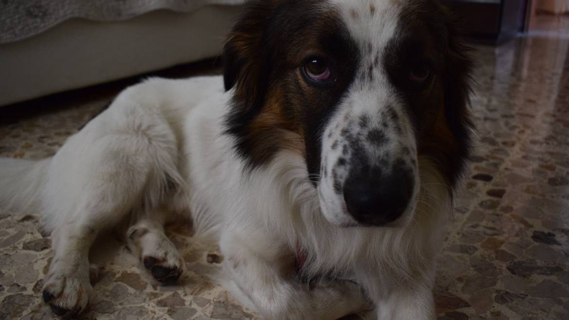 Oliver e Gesti