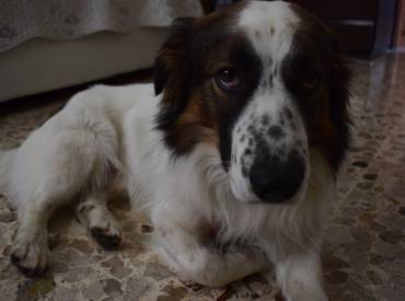 Oliver e Gesti