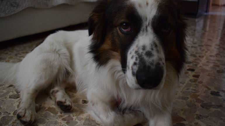 Oliver e Gesti