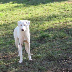 Cocò