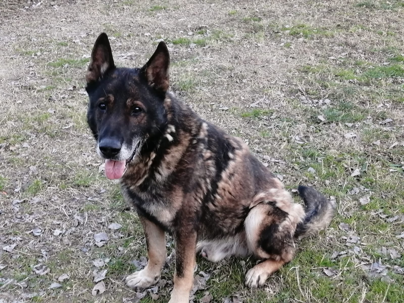 Ciko