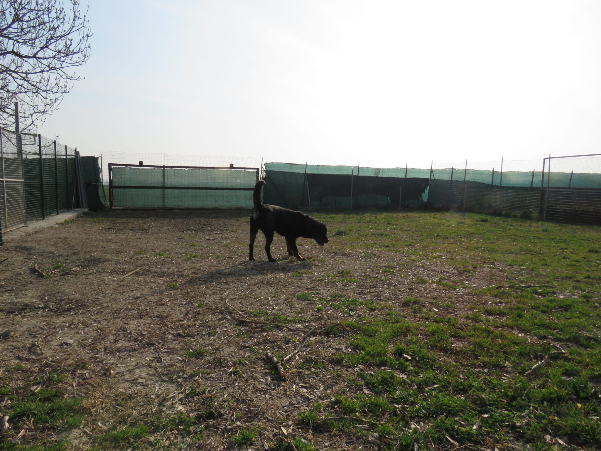 Nerone - immagine 2