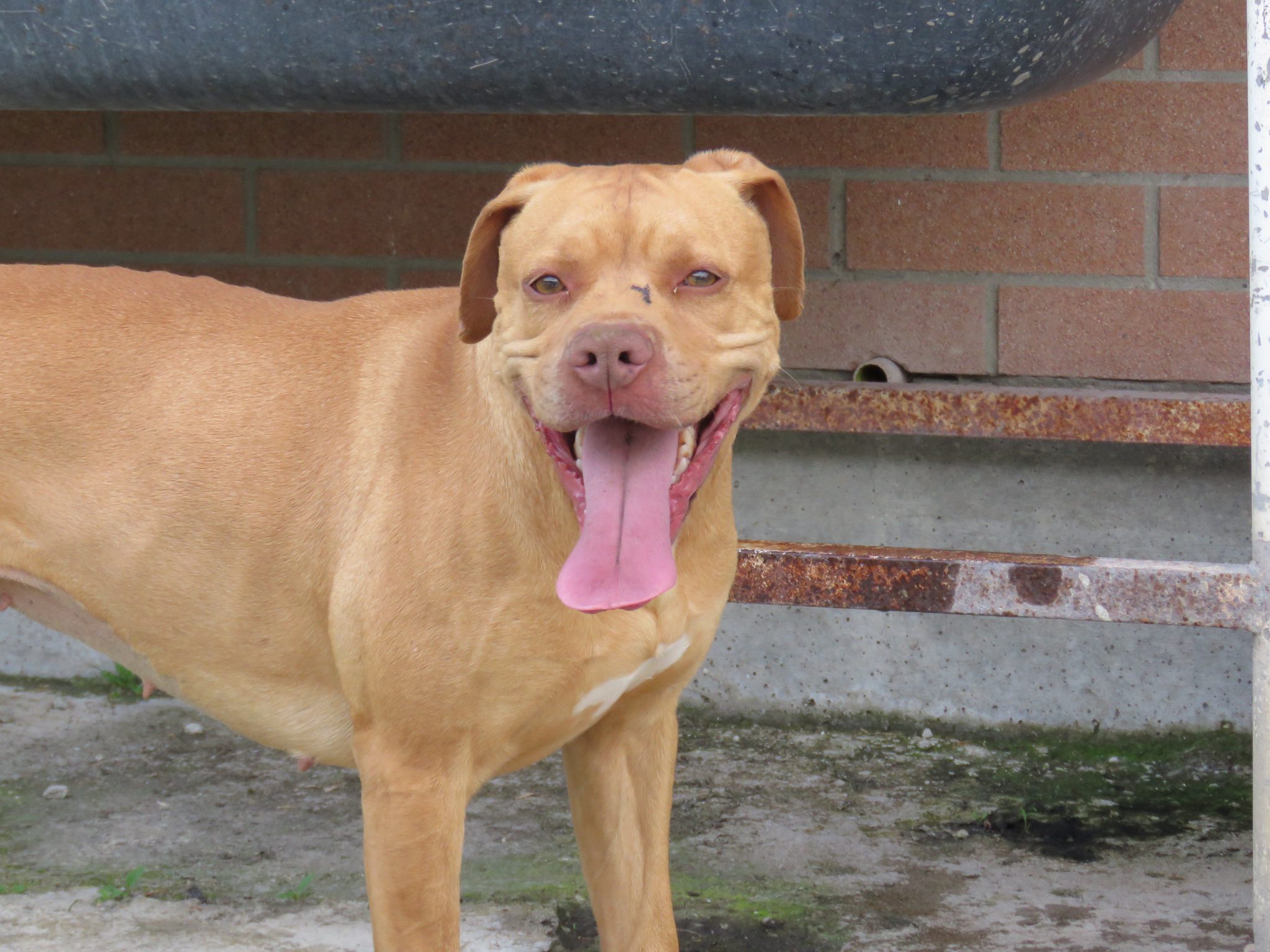Zara.Pitt - immagine 8
