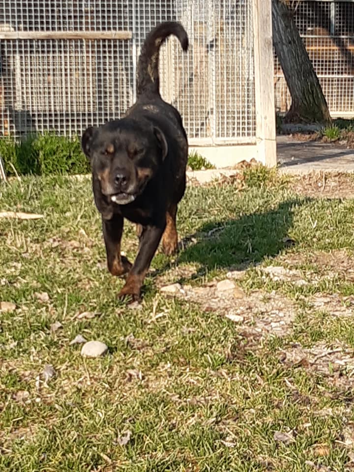Nerone - immagine 6