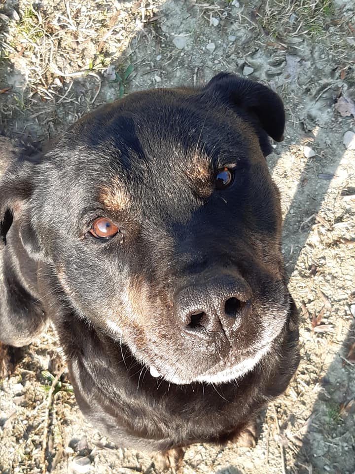 Nerone - immagine 7