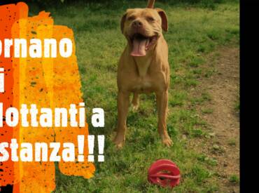 Norme per le Adozioni a distanza