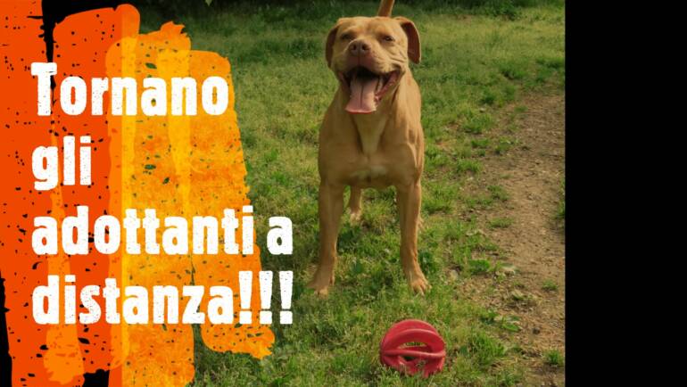 Norme per le Adozioni a distanza