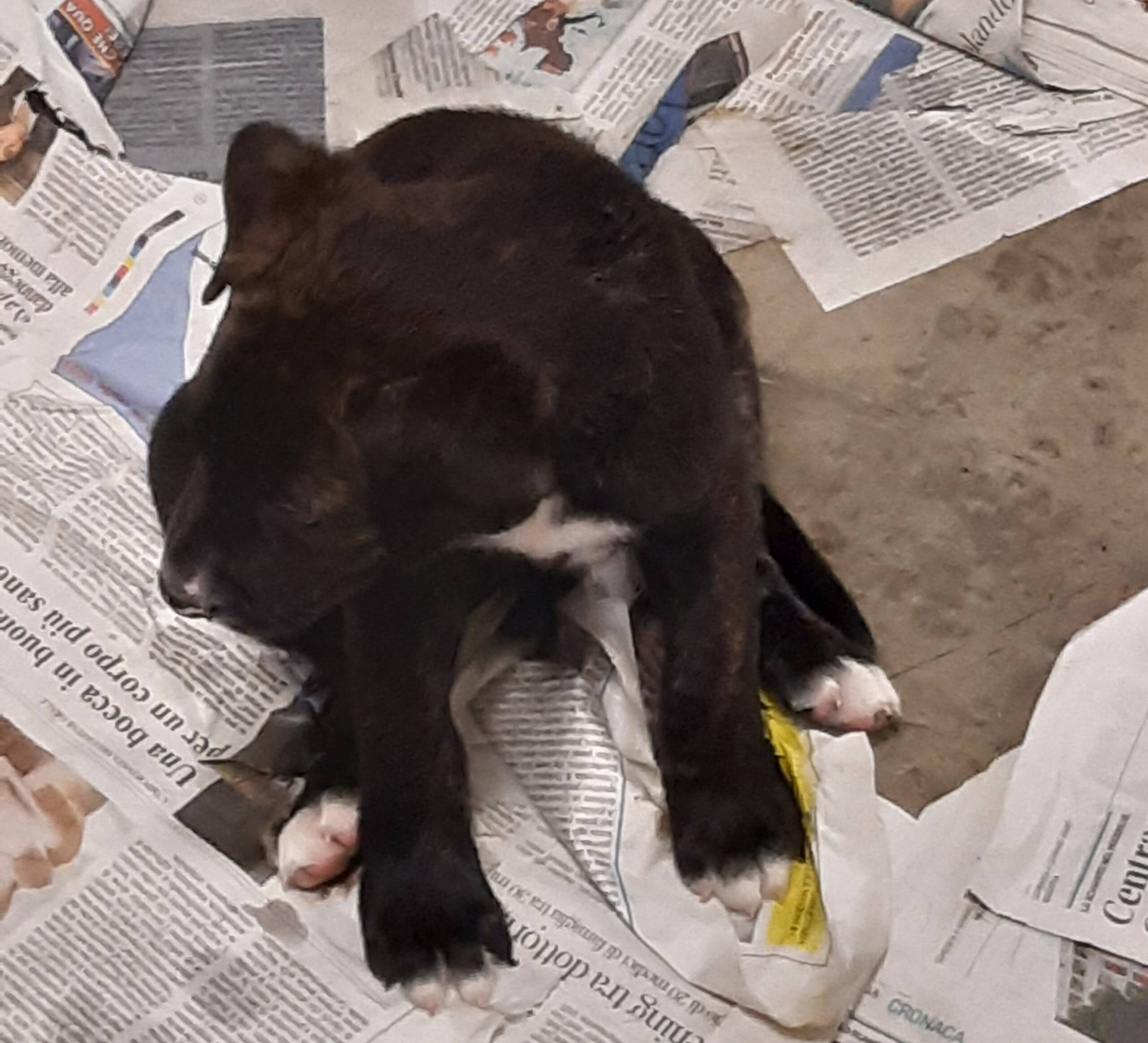 Cucciolata