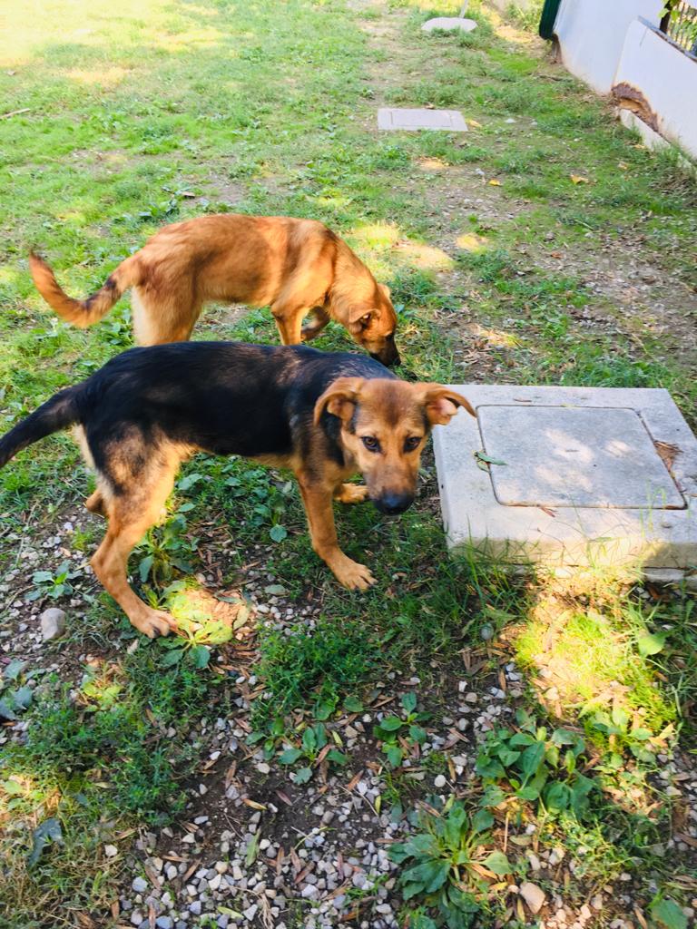 Cuccioli Iseo Aosta Emilia Garda - immagine 10