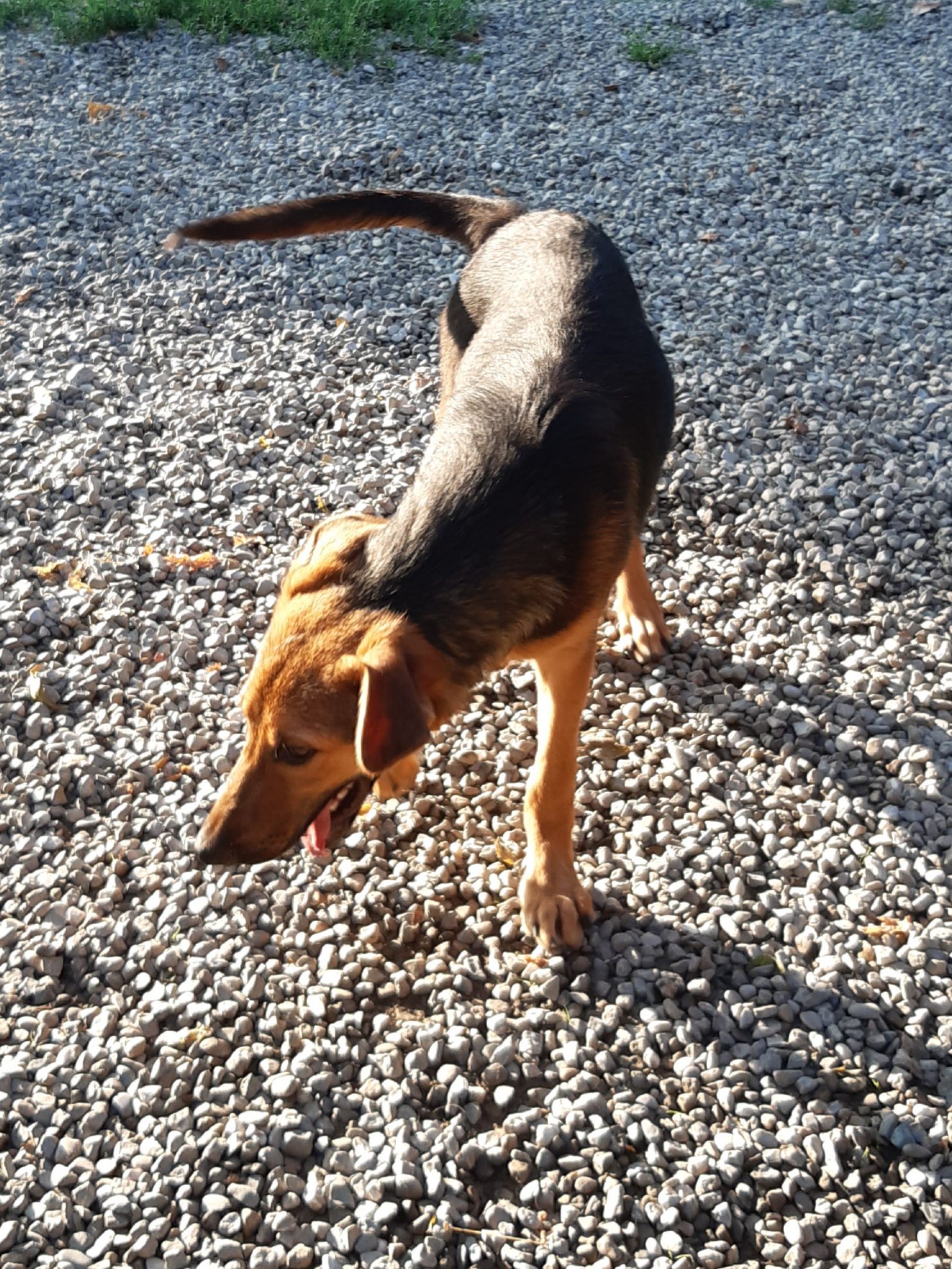 Cuccioli Iseo Aosta Emilia Garda - immagine 2