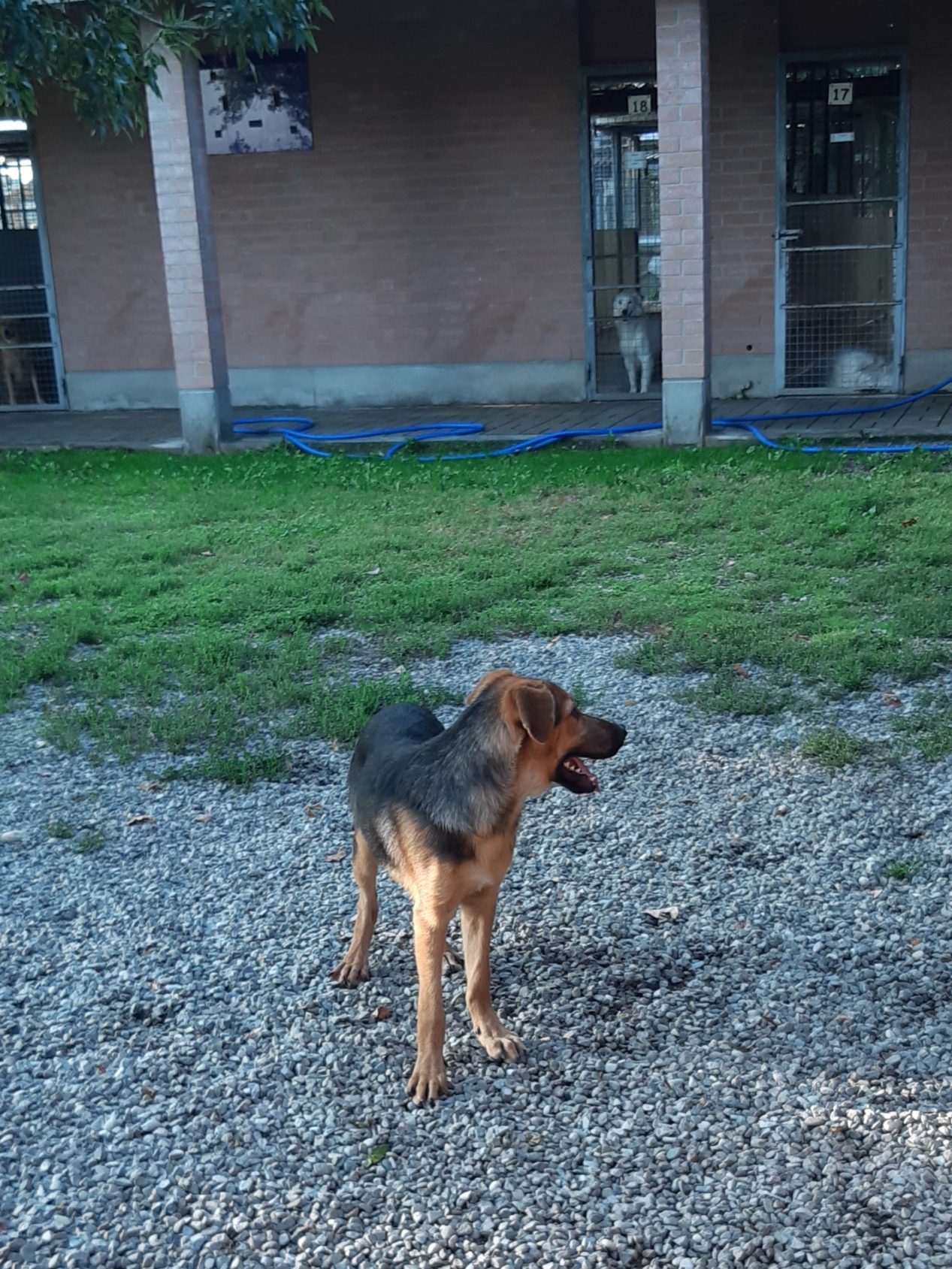 Cuccioli Iseo Aosta Emilia Garda - immagine 3