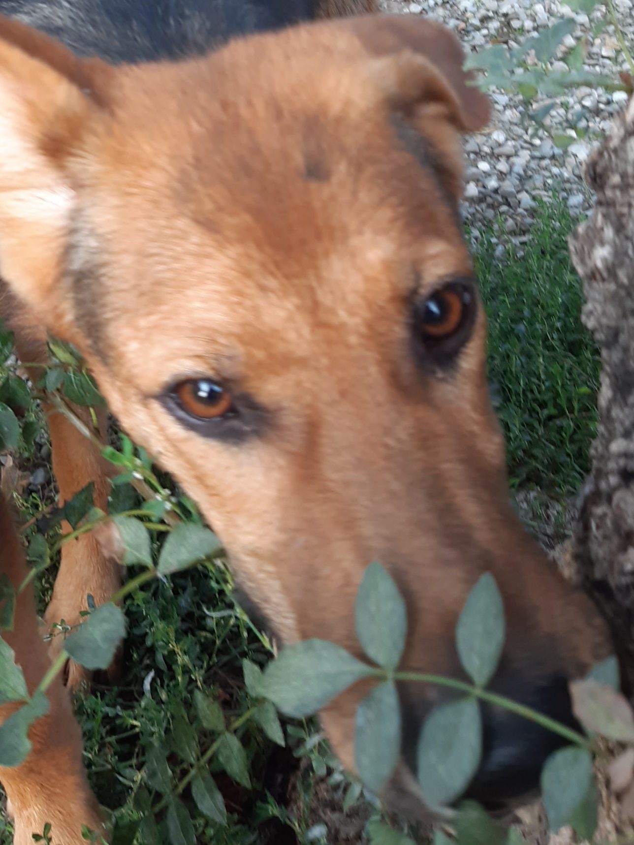 Cuccioli Iseo Aosta Emilia Garda - immagine 4
