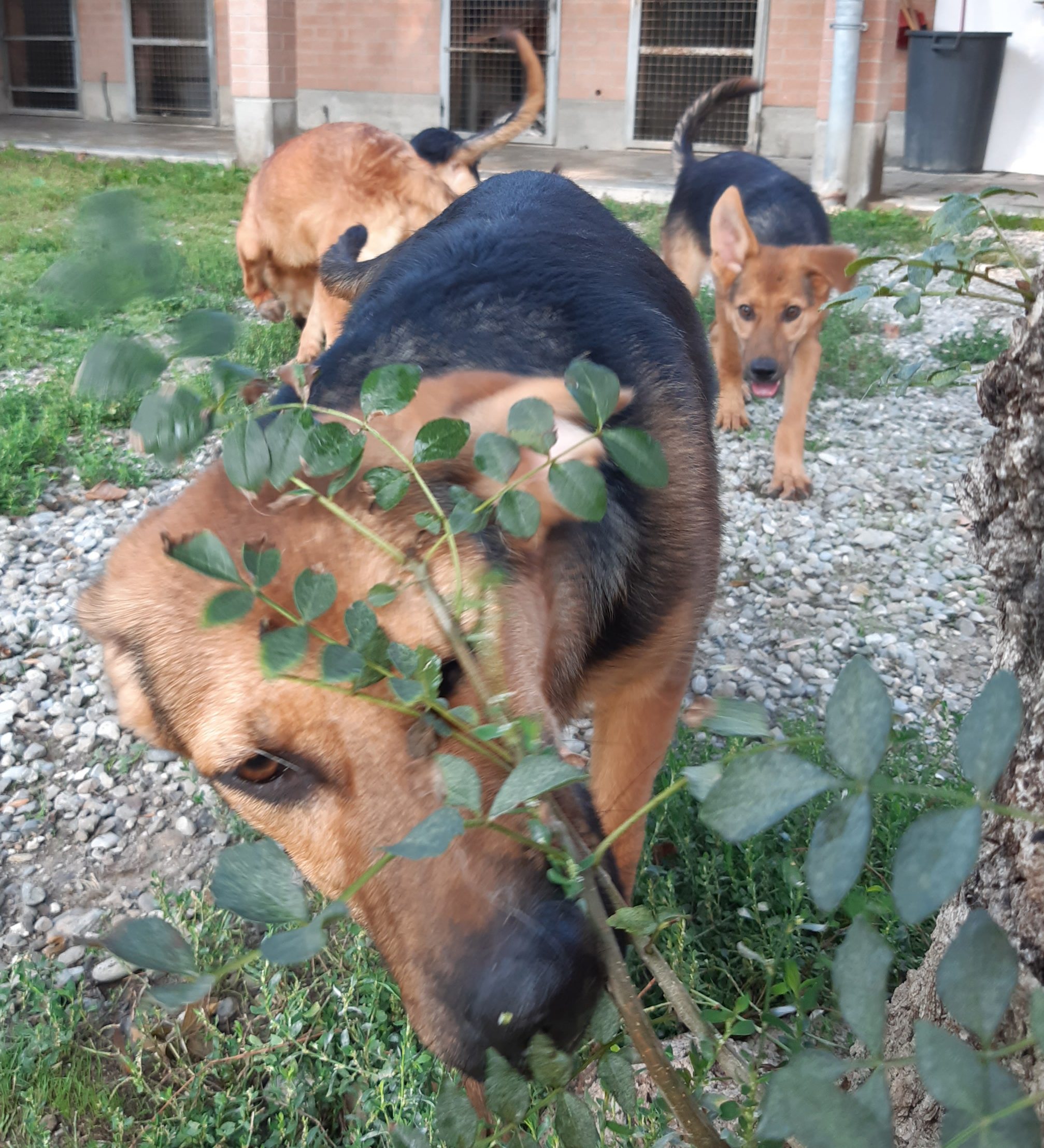 Cuccioli Iseo Aosta Emilia Garda - immagine 5