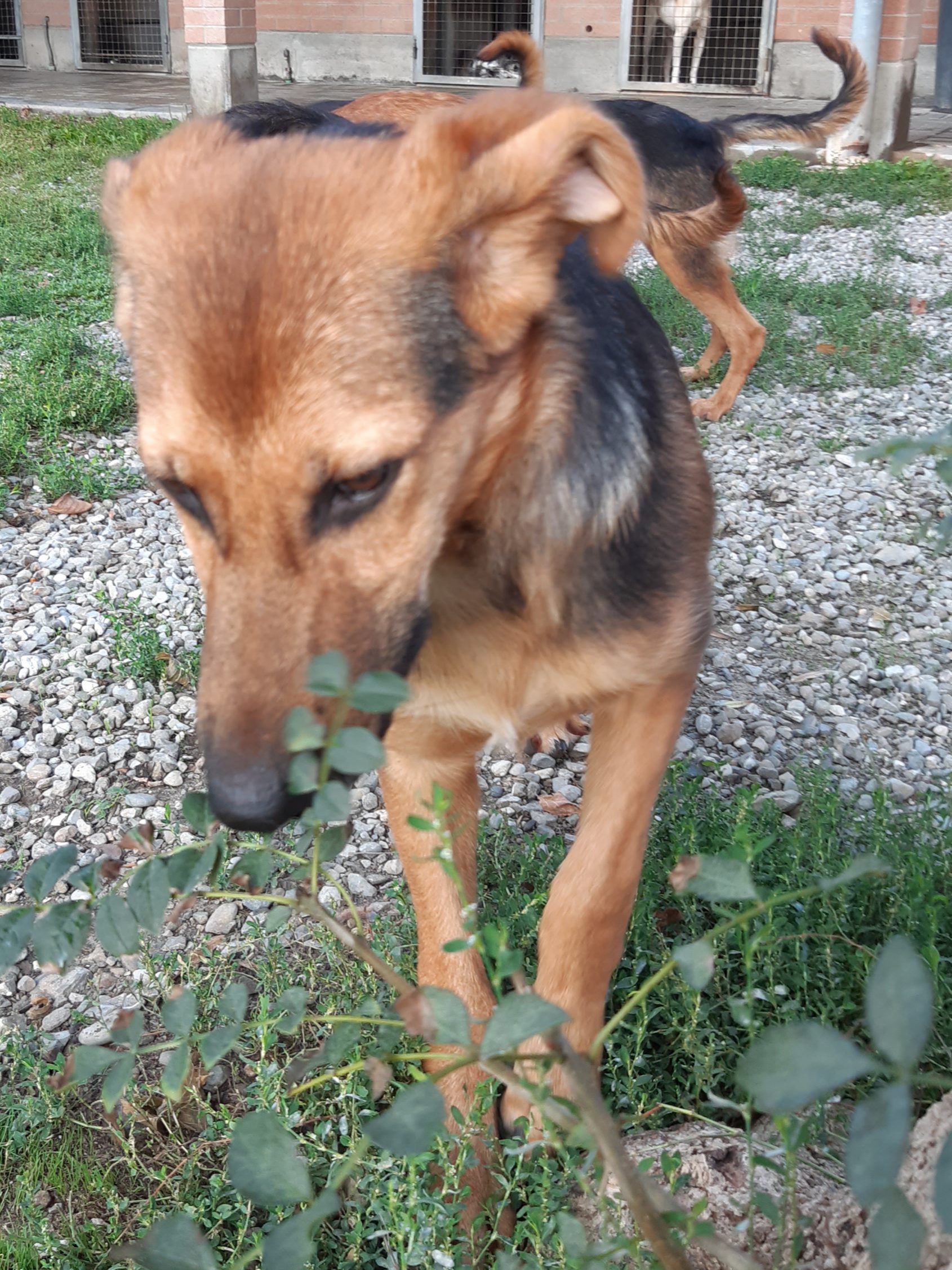 Cuccioli Iseo Aosta Emilia Garda - immagine 6