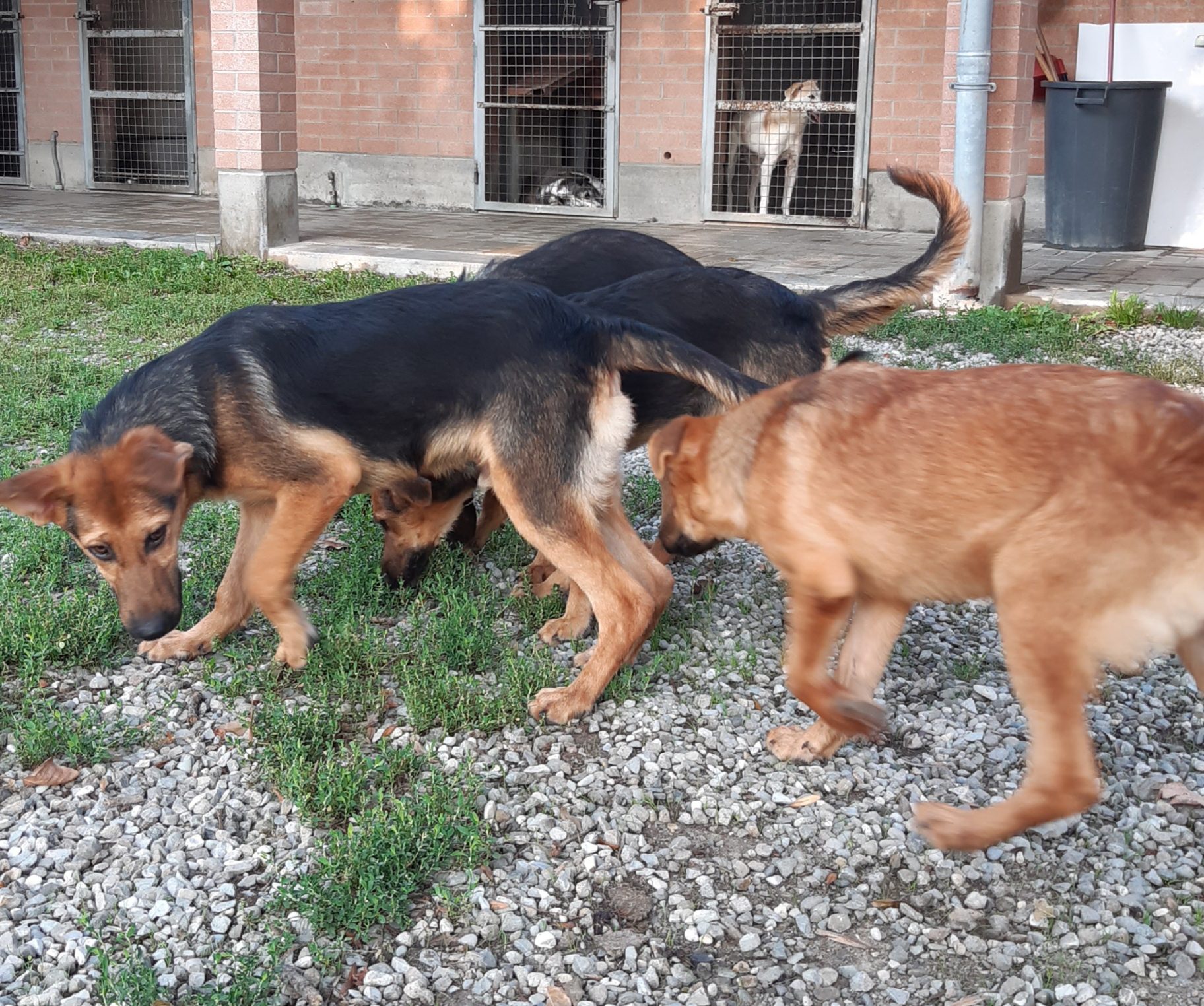 Cuccioli Iseo Aosta Emilia Garda - immagine 7