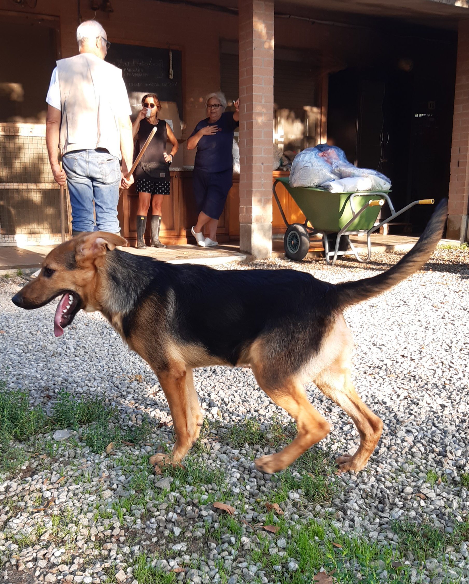 Cuccioli Iseo Aosta Emilia Garda - immagine 8
