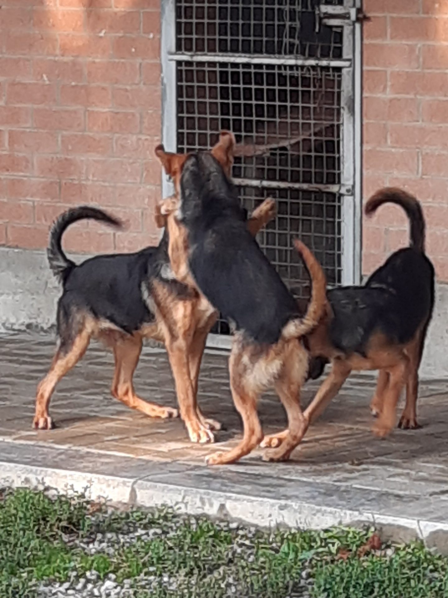 Cuccioli Iseo Aosta Emilia Garda - immagine 9