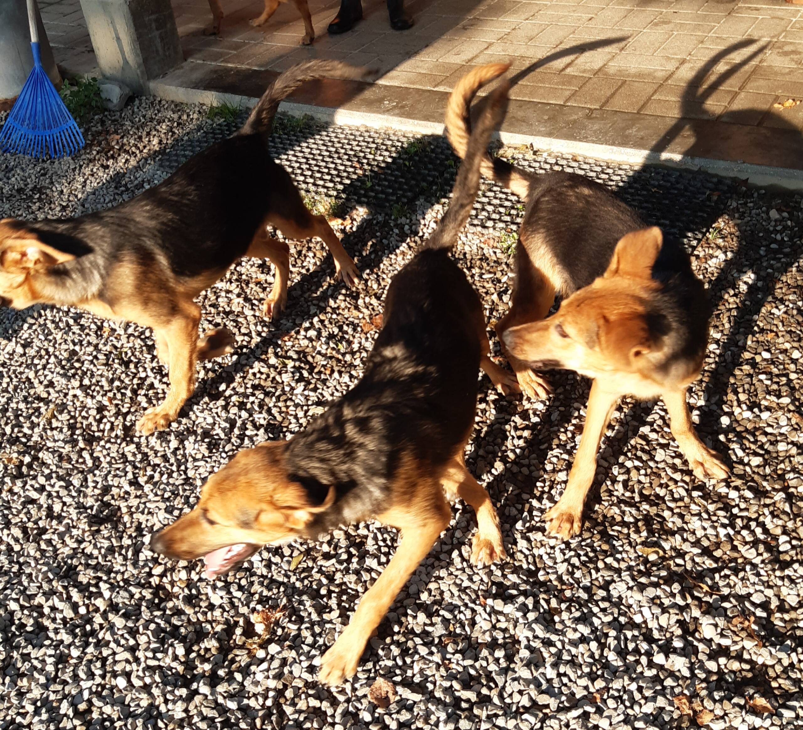Cuccioli Iseo Aosta Emilia Garda