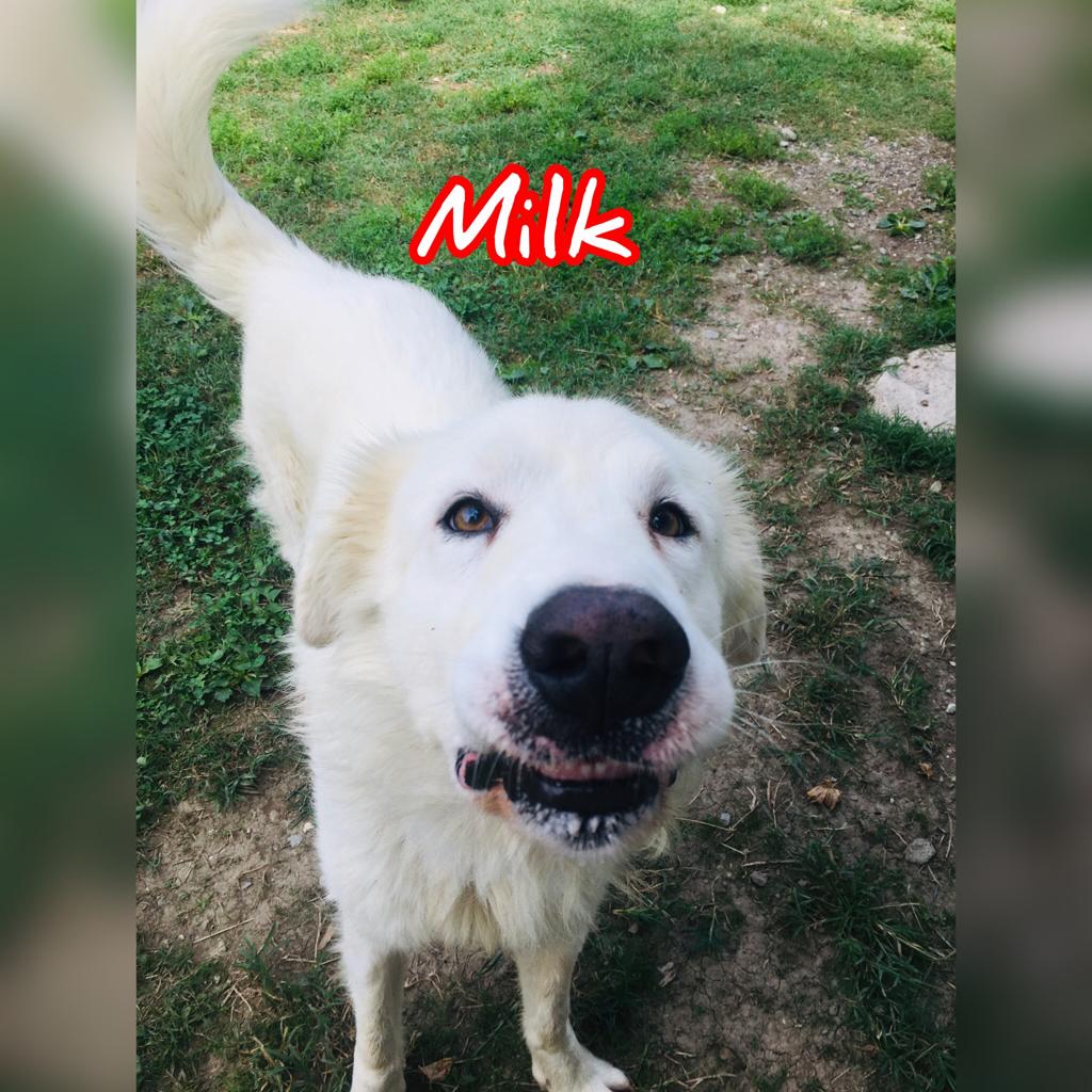 Milk - immagine 5