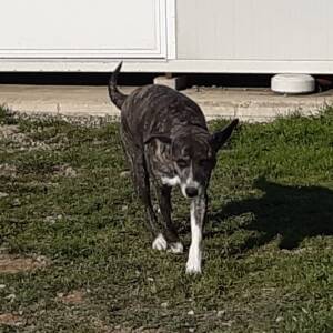 Pixel