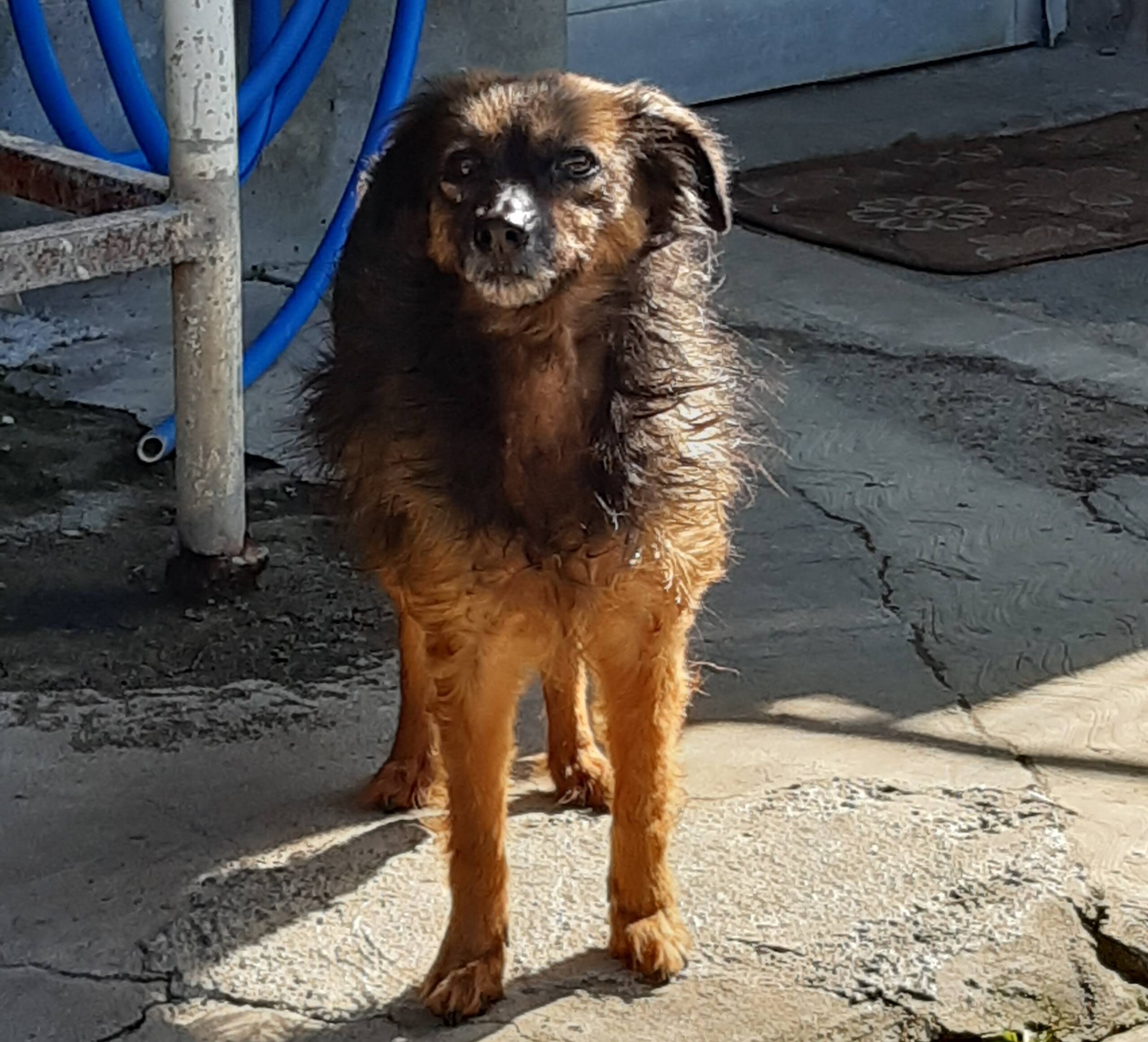 Maya