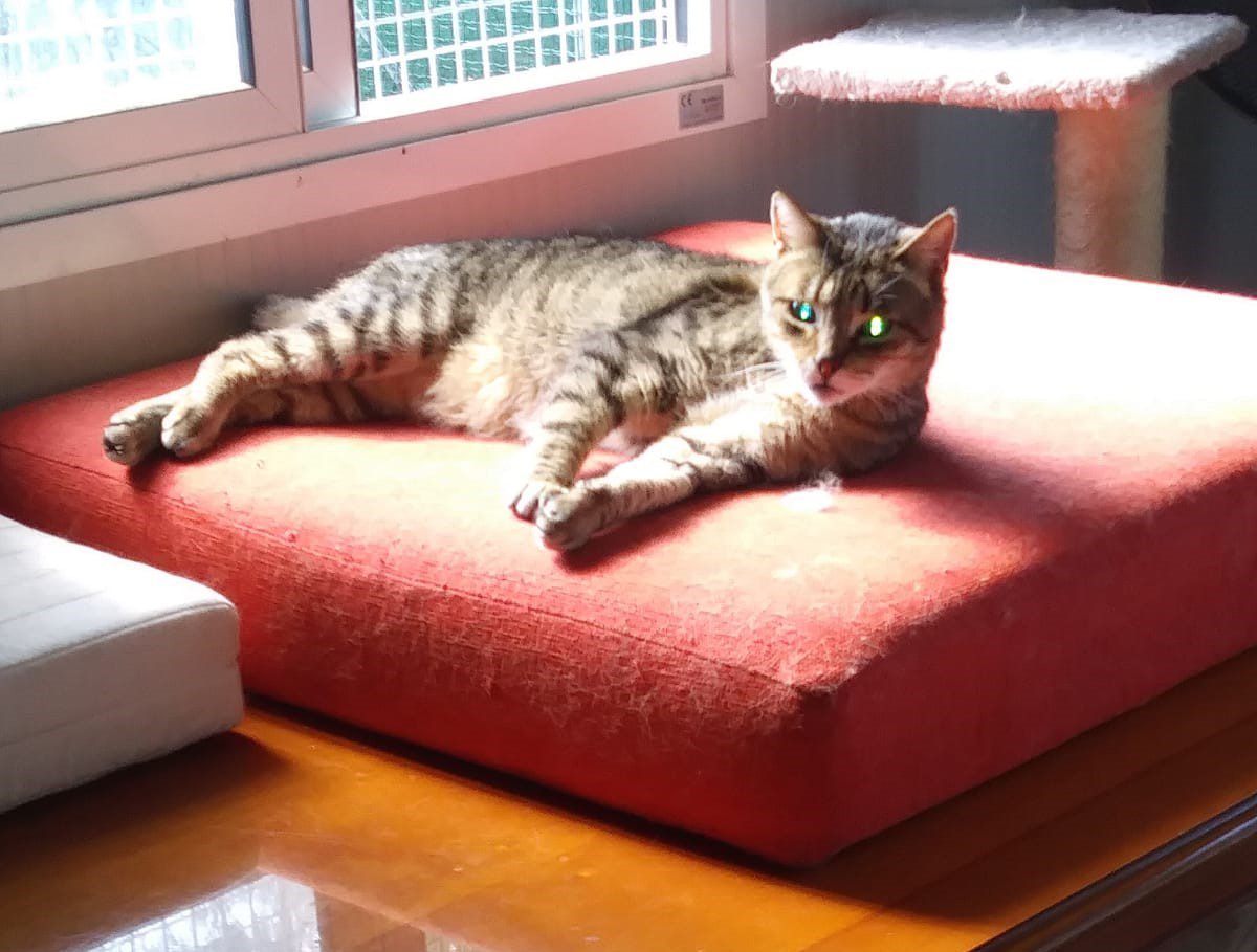 A.A.A. ... I nostri GATTI - immagine 2