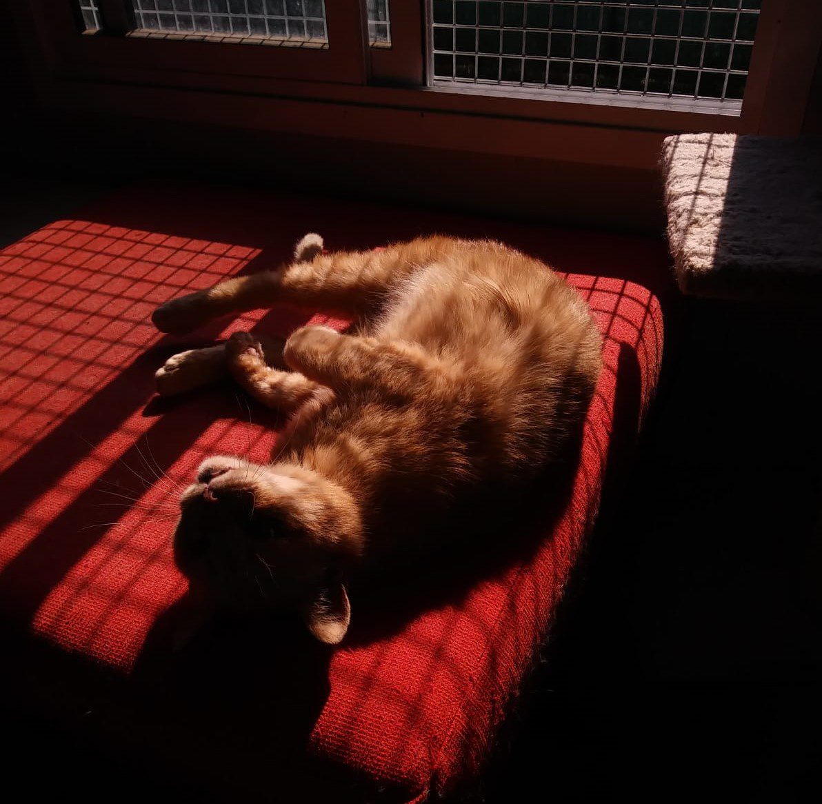 A.A.A. ... I nostri GATTI - immagine 3