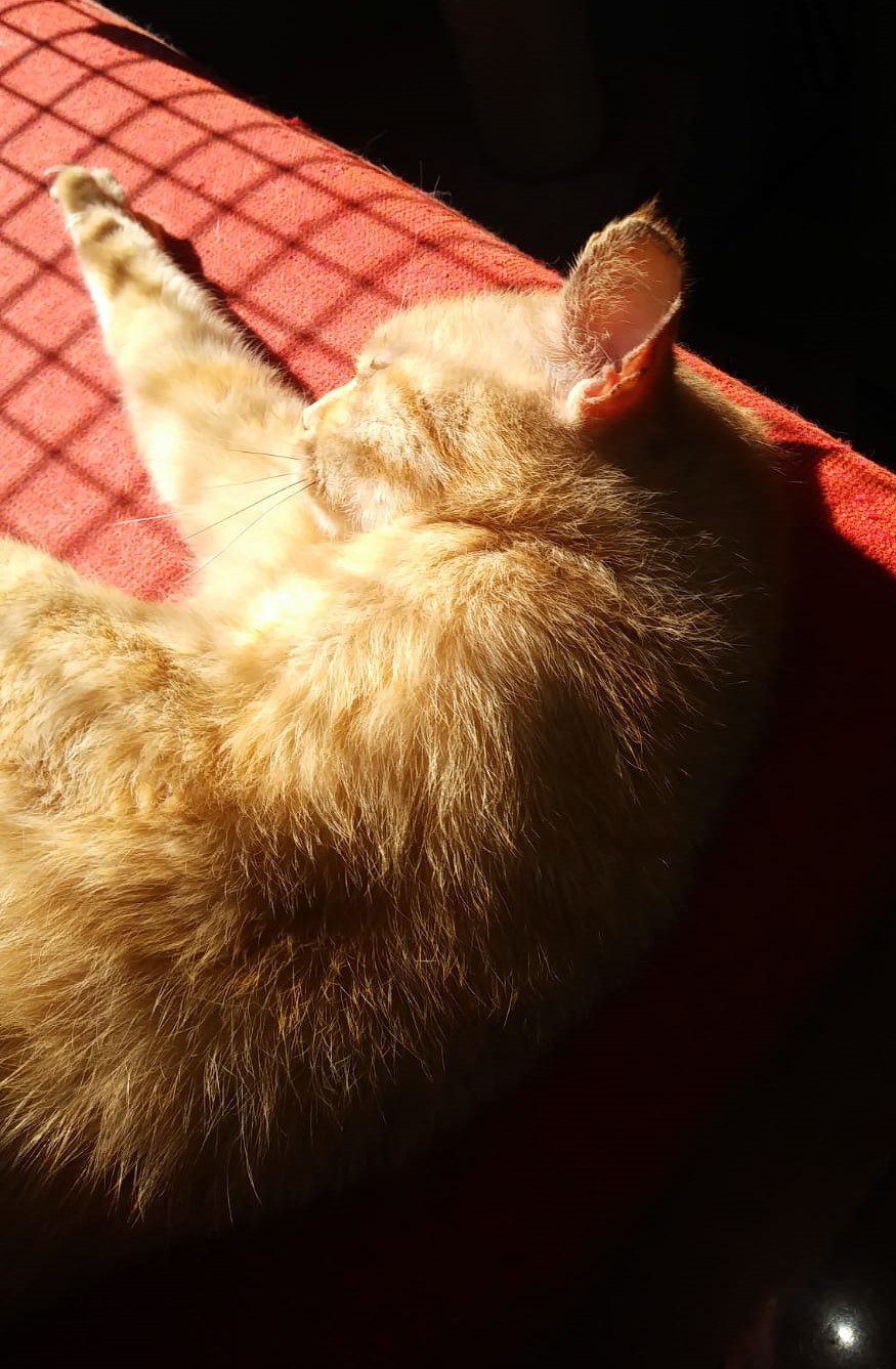 A.A.A. ... I nostri GATTI - immagine 4